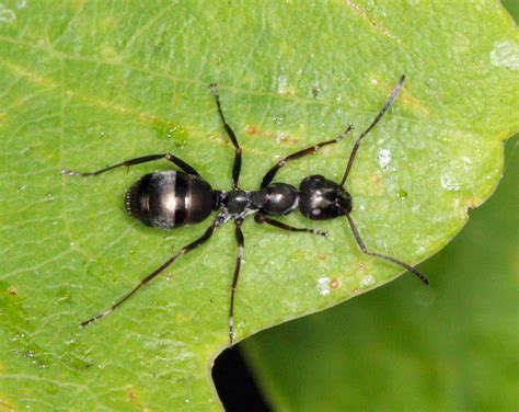 Feral ants. Things To Know About Feral ants. 